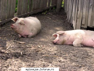 zambesste :zzz:  :zzz: 
baieti is niste porci :rotfl: broken hearted girl