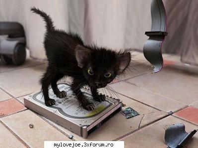 virusul care va distruge hardul funny pics